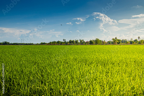 Agriculture green rice field farmland plant ecology and blue sky at summertime scenery background