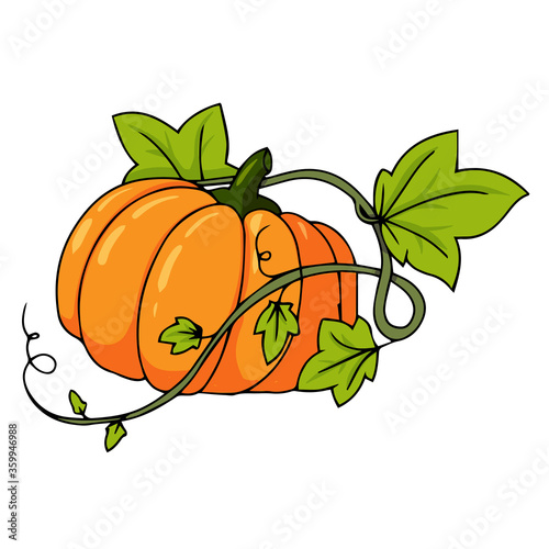 big pumpkin in the garden vector illustration isolated on white background