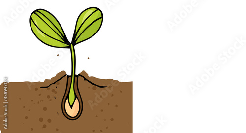 growing and ripening cucumber on a bed illustration isolated on a white background