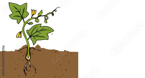 growing and ripening cucumber on a bed illustration isolated on a white background