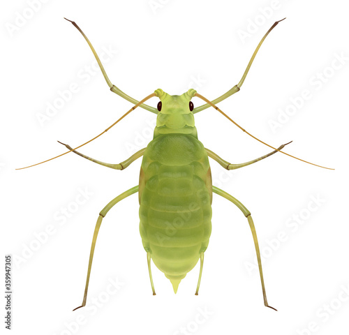 Aphid. Schizaphis graminum. Greenfly