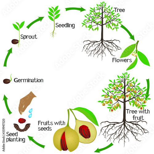 A growth cycle of nutmeg plant on a white background.