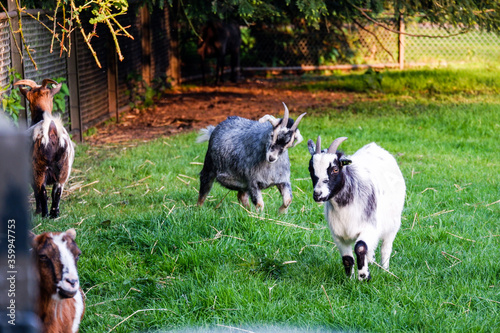 Goats playing