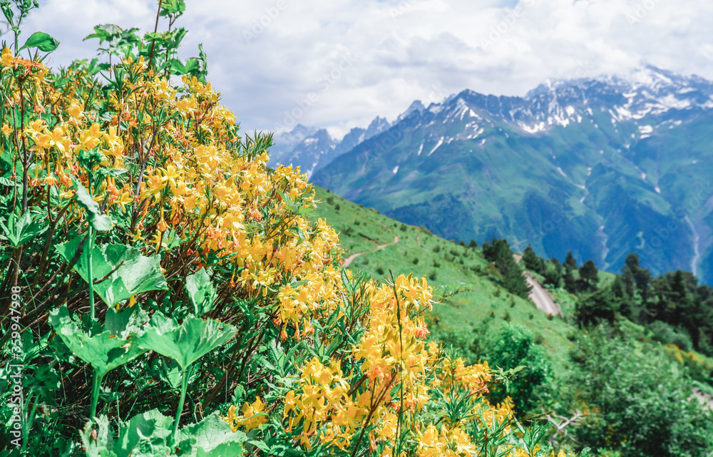 Beautiful wild yellow flowers on the background of snow-capped mountains Beautiful wild yellow flowers on the background of snow-capped mountains
