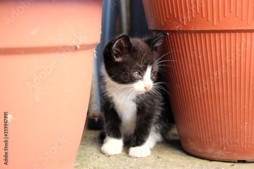 Un gatito negro con tonos blancos 