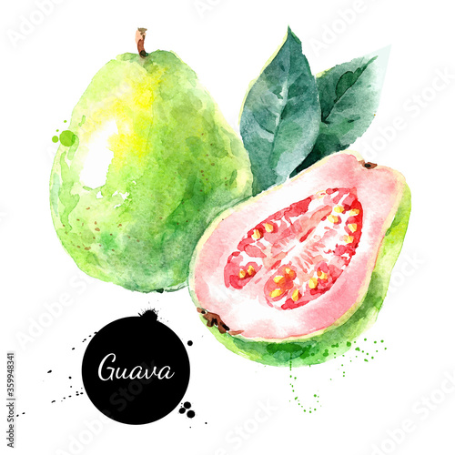 Watercolor hand drawn guava fruit illustration. Vector painted sketch isolated on white background. Superfoods poster