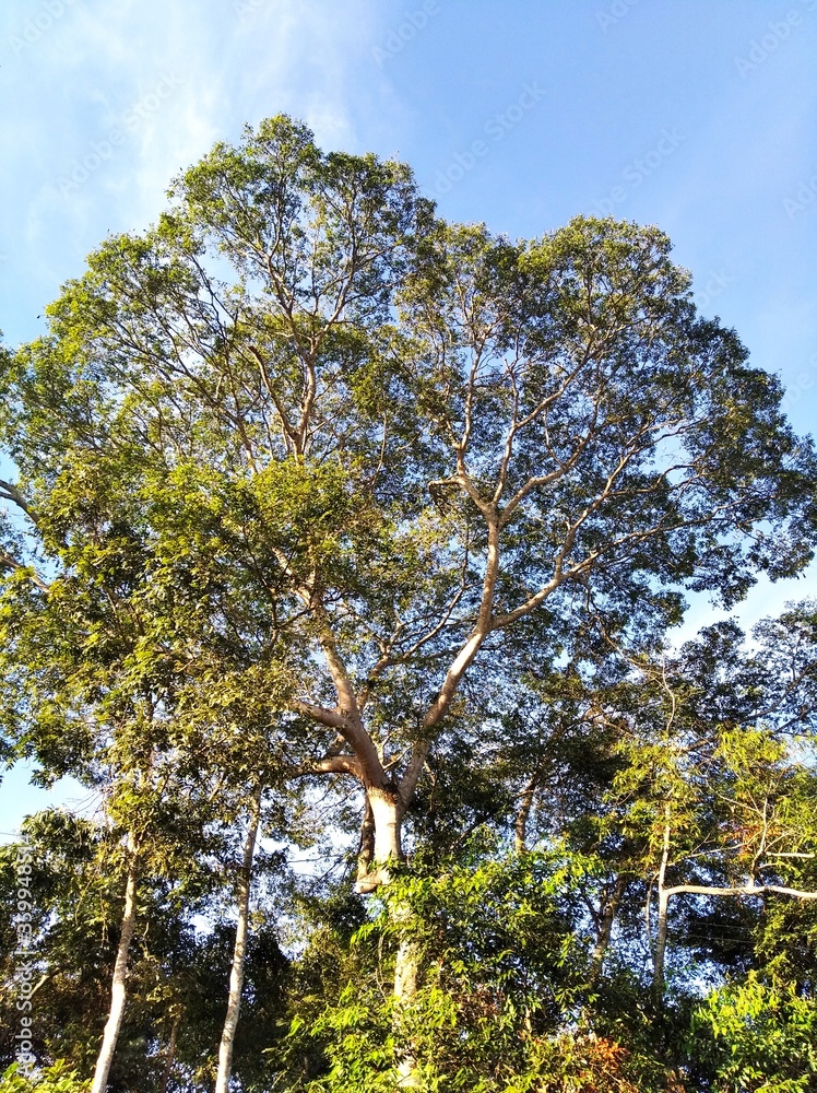 Obraz premium trees and sky