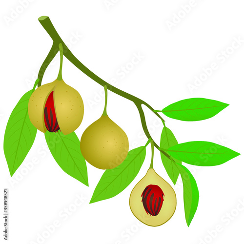 A branch with nutmegs and leaves on a white background.