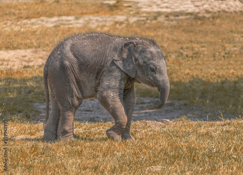 View of a young Asian elephant.  Elephas maximus   South Asian and Southeast Asian elephants reaching a normal height of 2-3 meters at the withers and weighing 2-6 tonnes