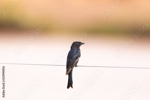 Fork-tailed Drongo
