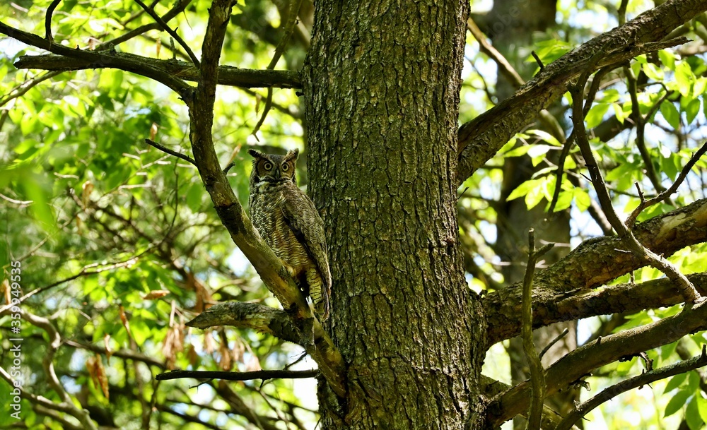 The great horned owl is a large owl native to the Americas. It is an extremely adaptable bird with a vast range and is the most widely distributed true owl in the Americas. The great horned owl is a large owl native to the Americas. It is an extremely adaptable bird with a vast range and is the most widely distributed true owl in the Americas.