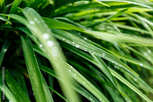Raindrops on a green grass