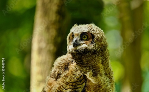 The great horned owl is a large owl native to the Americas. It is an extremely adaptable bird with a vast range and is the most widely distributed true owl in the Americas.