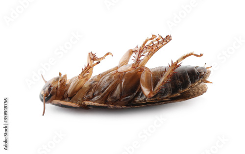 Dead brown cockroach isolated on white, closeup. Pest control © New Africa