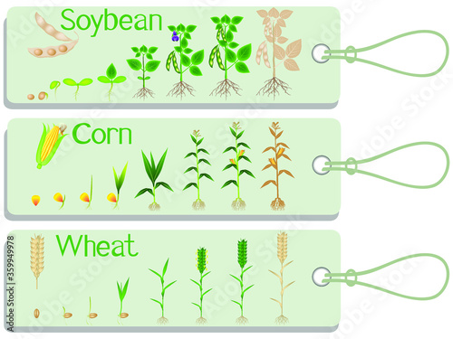 Soy, corn and wheat plant growth cycle tags.