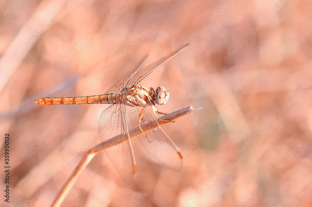 Macro shots, Beautiful nature scene dragonfly.   