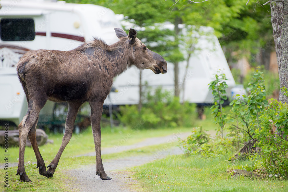Moose Moose