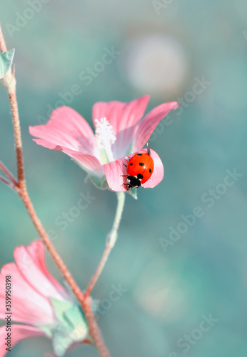 Beautiful ladybug on leaf defocused background © blackdiamond67