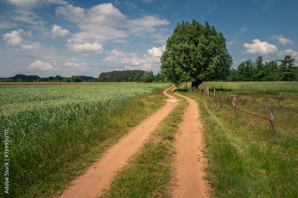 Dirt road and tree in the Liwiec river valley near Korytnica, Masovia, Poland
