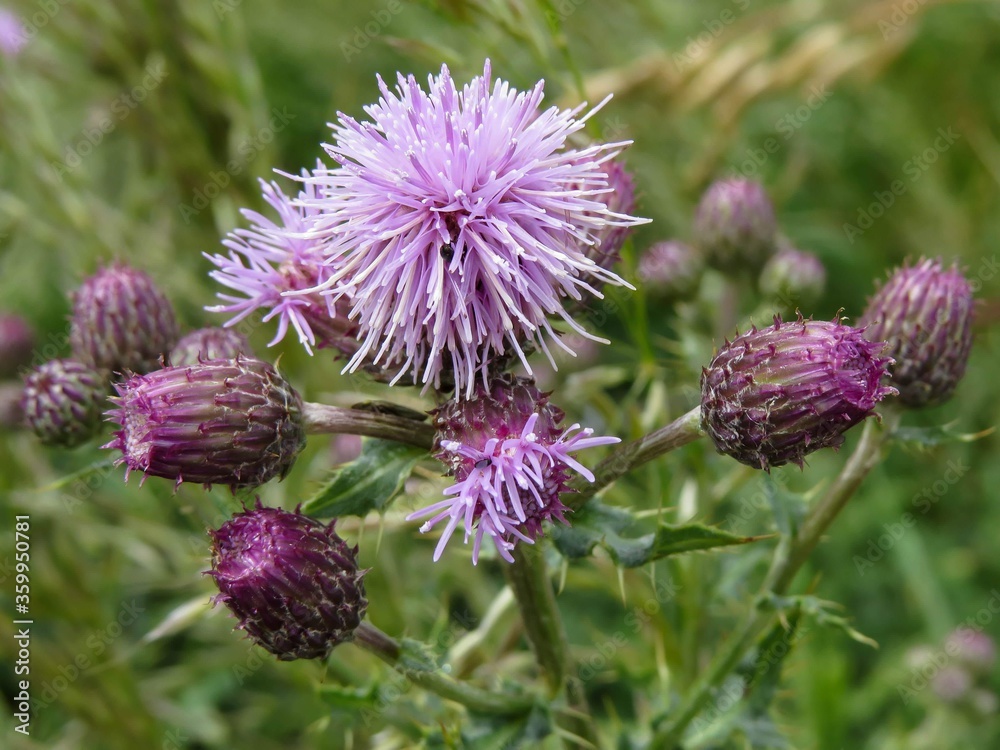 beautiful flowers of a thistle beautiful flowers of a thistle