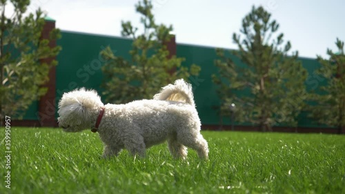Two funny dogs play and run on the green lawn in bright Sunny weather. Bichon Frise. Slow motion