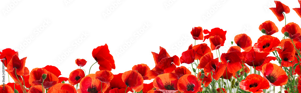 Obraz premium Beautiful red poppy flowers on white background. Banner design