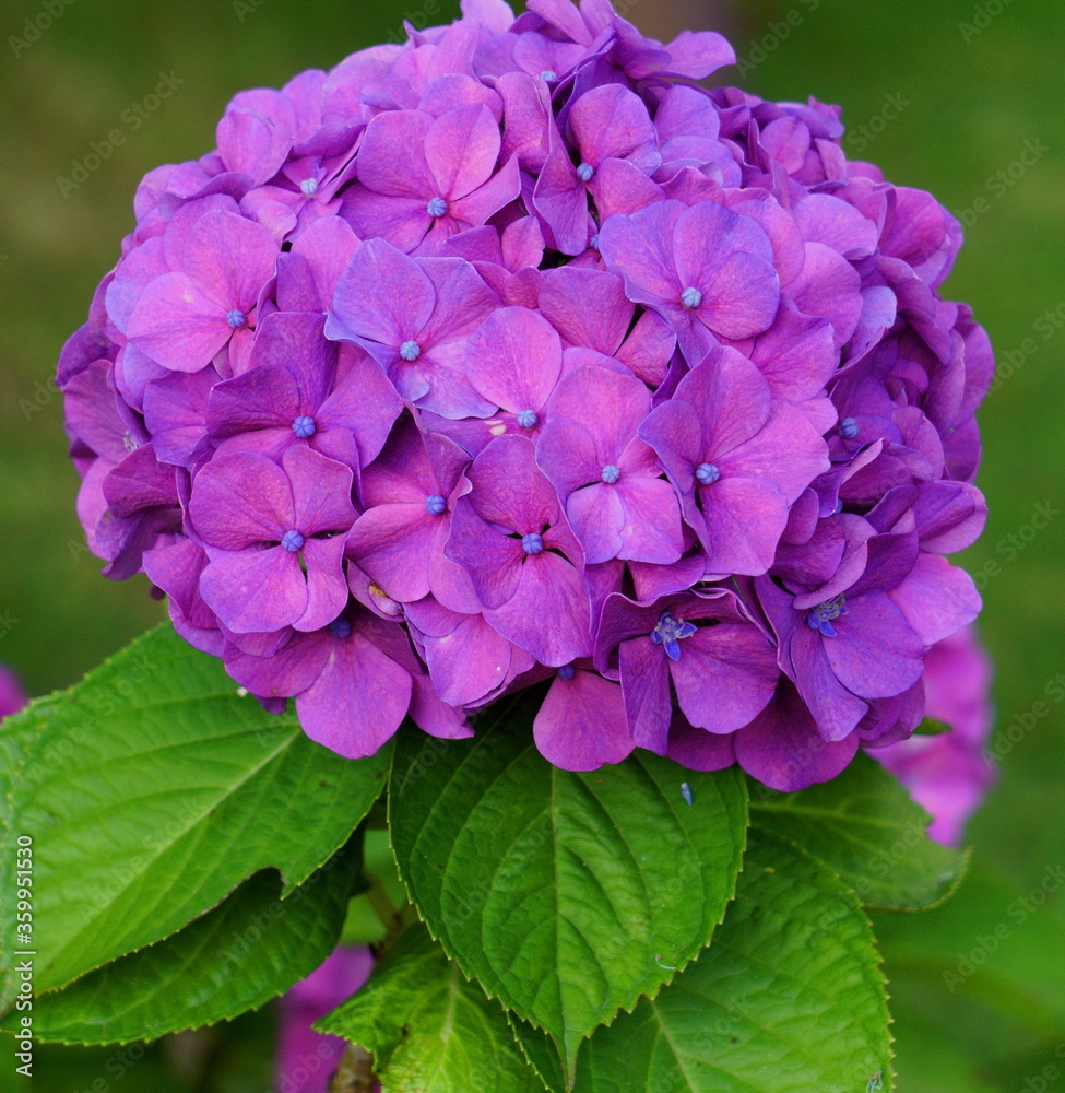 2020年6月23日：東京都八王子市の自宅敷地の紫陽花を撮る

