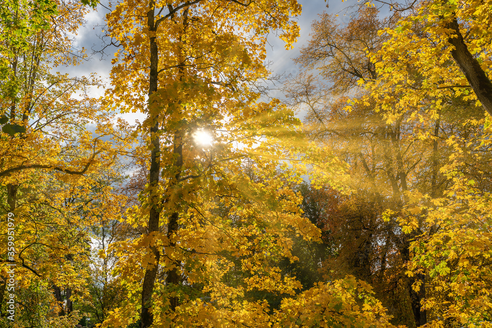 The bright sun shines through the autumn foliage of the trees.