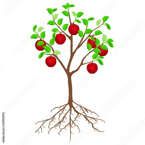 Apple tree with red apples and roots isolated on white background.