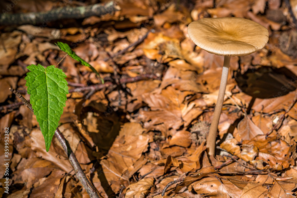 magical mushrooms in the fall