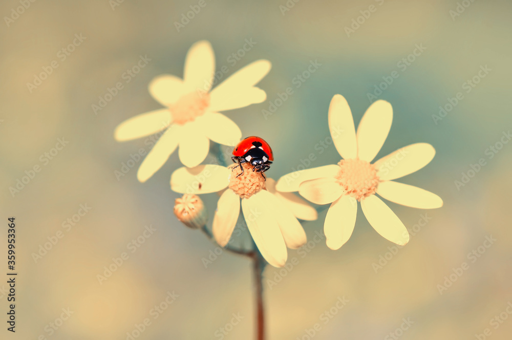 Beautiful ladybug on leaf defocused background Beautiful ladybug on leaf defocused background