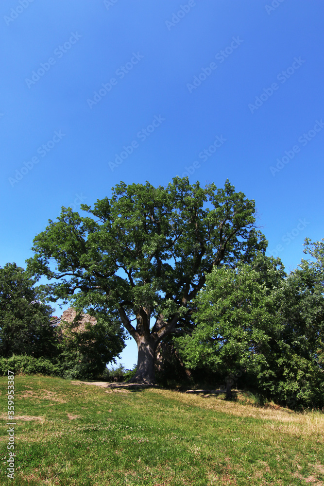 Imponente quercia centenaria, in un paesaggio collinare, si staglia sul blu del cielo in una giornata d’estate
