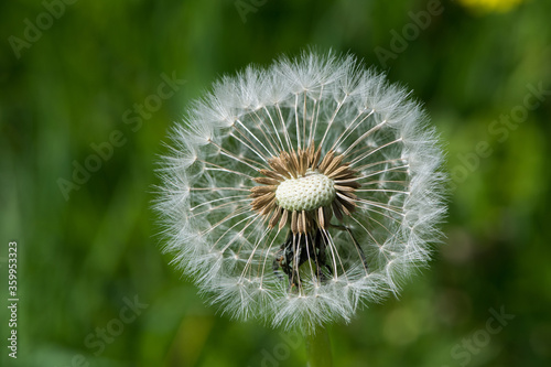 Samen einer L  wenzahn Bl  te Pusteblume