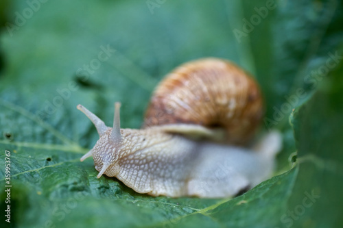 Close up small snail on green leaf in the garden