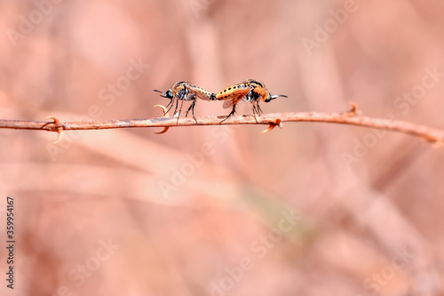 Macro shot of a robber fly in the garden © blackdiamond67