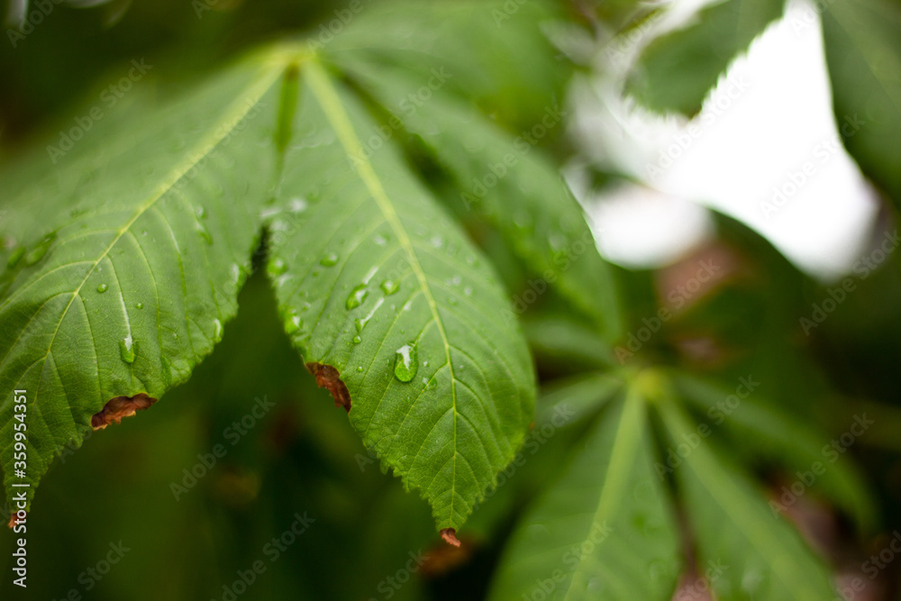 dew on leaf dew on leaf