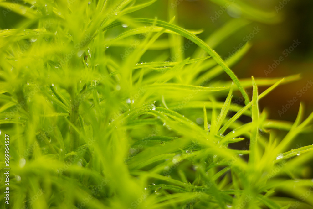 close up of green grass
