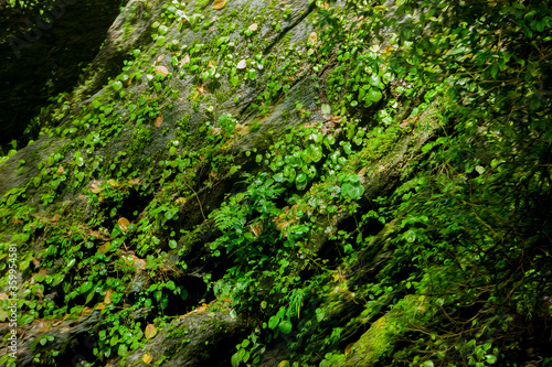 moss and tiny plants growing on rock