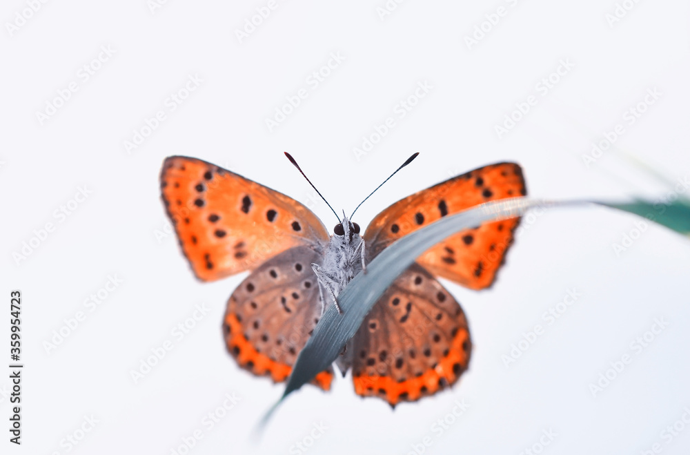 Obraz premium Closeup beautiful butterfly sitting on the flower in a summer garden