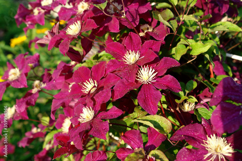 Tableau sur toile A close up of velvety crimson-purple clematis flowers of the 'Rouge Cardinal' va