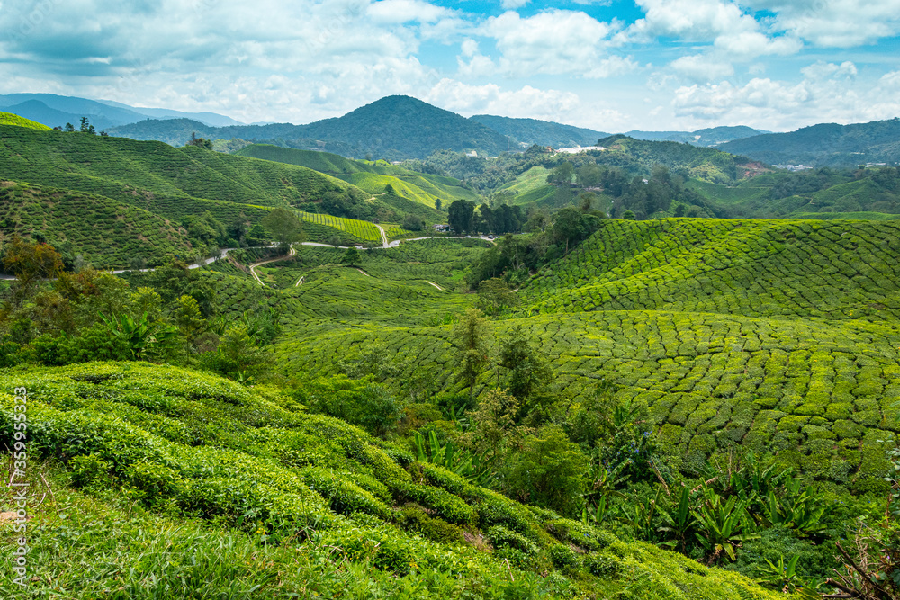 View of tea plantations in Malaysia