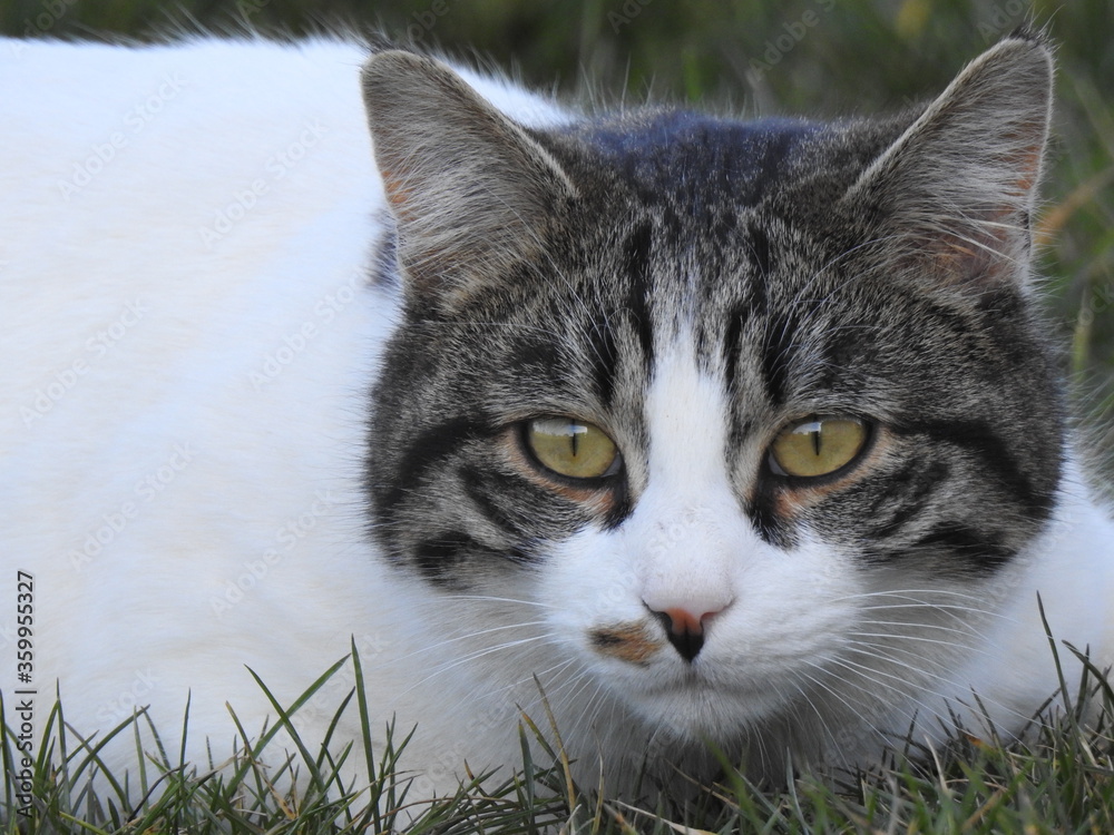 Chat Chat