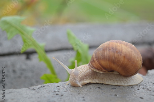 Weinbergschnecke