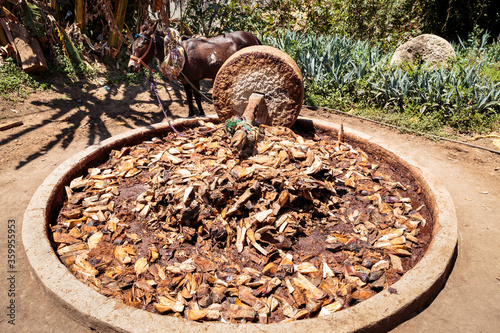Horizontal view of roasted hearts of agave plants or piñas crushed by grinding mill with stone wheel pulled by working donkey or mule. Distillation of Mezcal, alcoholic beverage making-process
