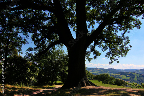 Imponente quercia centenaria in controluce in un paesaggio collinare, si staglia sul cielo azzurro intenso in una giornata d’estate