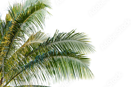 leaves of coconut tree isolated on white background  clipping path included 