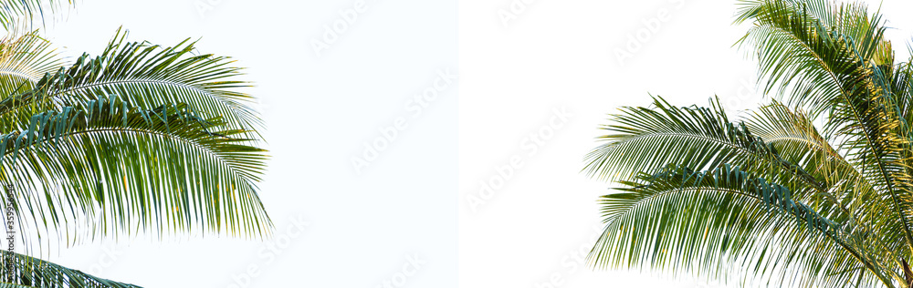 leaves of coconut tree isolated on white background, clipping path included
