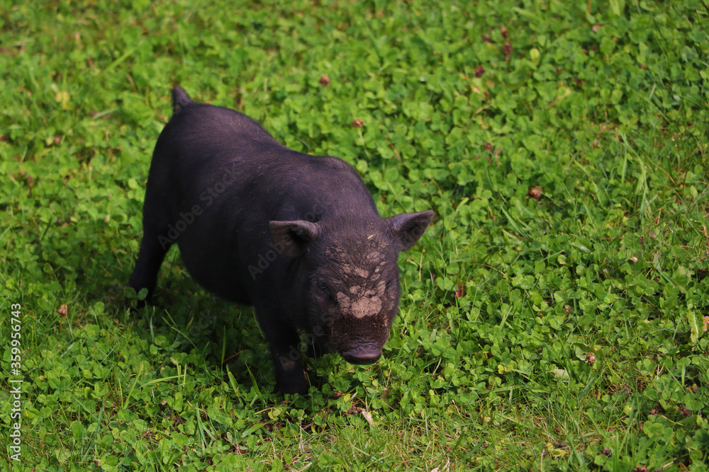 Small undersized black pig on a green lawn. Selective focus. Small undersized black pig on a green lawn. Selective focus.