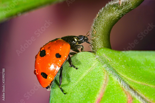 Ladybug with water drops slides from a leaf on a stalk. photo