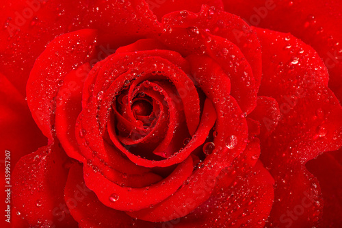Fototapeta Naklejka Na Ścianę i Meble -  Red rose flower water drops Floral background